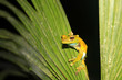 Palm tree frog sitting on a leave, Mindo, Ecuador