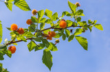 Ripe wild Salmonberries (Rubus spectabilis)