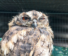 Funny Sleepy Owl With One Eye Open