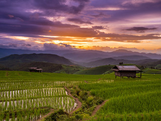 Wall Mural - Sunset and Green Terraced Rice Field in Pa Pong Pieng , Mae Chae