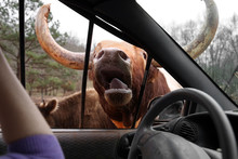 Wild Buffalo With Huge Horns Going To Stick His Head Into Safari Car Window To Ask Some Food In National Park