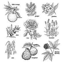 Set Plants Used In Medicine, Cosmetics, Cooking.