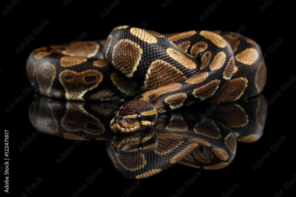 Fototapete Ball Or Royal Python Snake On Isolated Black Background With Reflection Seregraff