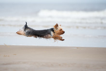 Yorkshire Terrier Dog Running On A Beach