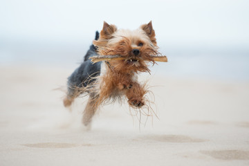 yorkshire terrier dog running on a beach