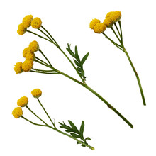 Set Of Yellow Tansy Flowers