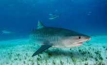 Tiger Shark Underwater View Grand Bahama Bahamas.