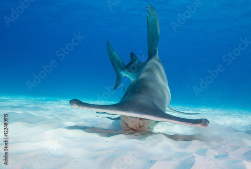Plakat Wielki hammerhead rekina podwodny widok przy Bimini w Bahamas.