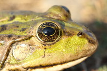 Macro Portrait Of Marsh Frog
