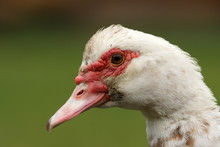 Portrait Of Muscovy Duck