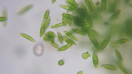 Wall Mural - Motion of single-celled protozoa (Euglena) under microscope