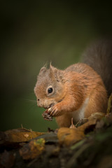 Wall Mural - red squirrel caching hazel nuts.