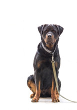 Rottweiler Dog On Chain Isolated On White Background