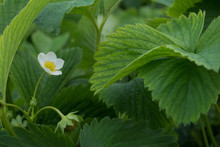 White Flower On An Organic Strawberry Plant