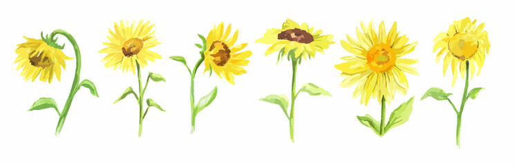 Watercolor sunflower set on white background. Summer flower. Beautiful garden illustration.