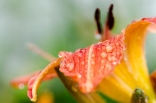 Close Up Of Raindrops On Orange Day Lily