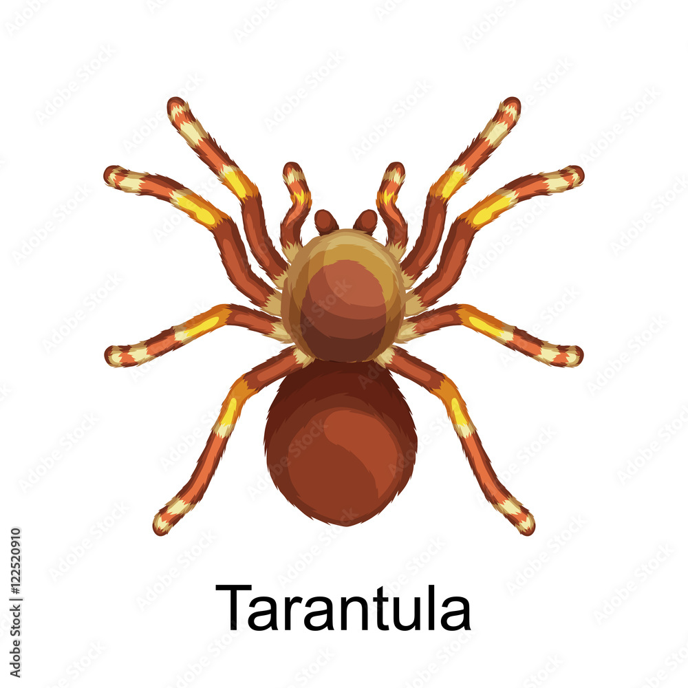 Spiders cartoon set, dangerous insects collection Stock Vector | Adobe ...