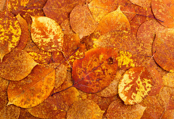 Wall Mural - Background from autumn colourful leaves