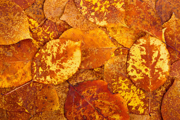 Wall Mural - Background from autumn colourful leaves