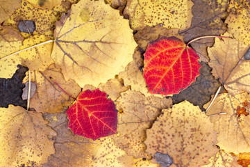 Wall Mural - Background from autumn colourful aspen leaves