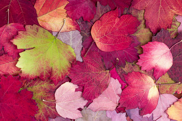 Wall Mural - Background from autumn colourful leaves