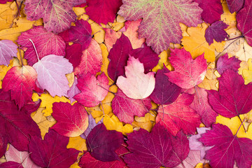 Wall Mural - Background from autumn colourful leaves