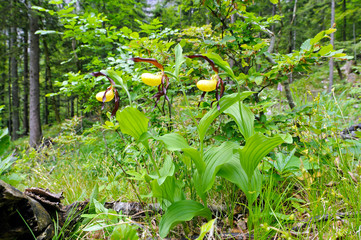 Wall Mural - Group of rare Lady's-slipper orchids (Cypripedium calceolus).