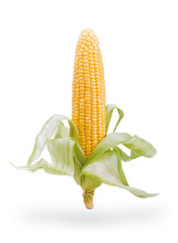 Ear Of Corn Isolated On White
