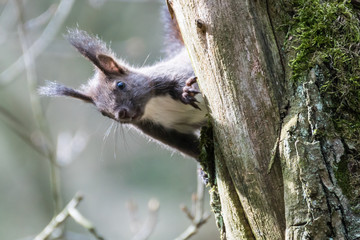 eichhörnchen 2