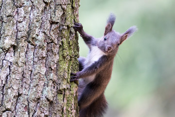 Eichhörnchen 1