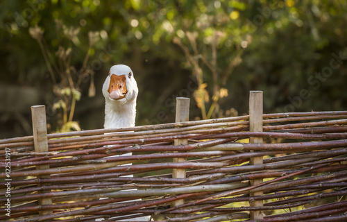 Fotografía White goose stretching its neck over a fence - Bird portrait with a white goose
