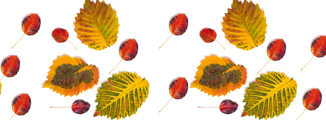 Wall Mural -  panorama pattern multicolored autumn leaves