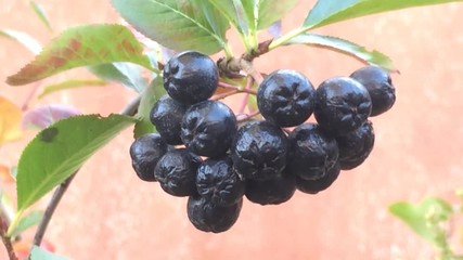 Wall Mural - Aronia Beeren, reife Beeren am Strauch