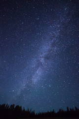 Wall Mural - blue dark night sky with stars above field of trees.