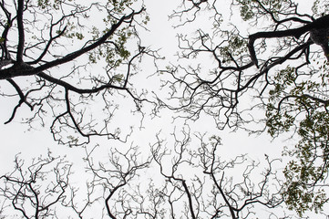  Twilight in the forest, scary trees, mystic grunge halloween background