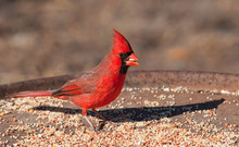 Bright Red Northern Cardinal Male Eating Seeds At A Feeding Station In Winter
