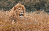 Fototapeta Sawanna - Lions