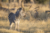 Fototapeta Sawanna - Zebra at sunset in Botswana Africa