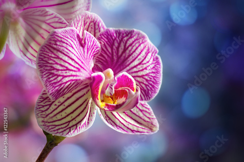 Foto-Fahne - Orchidee (von Tanja)