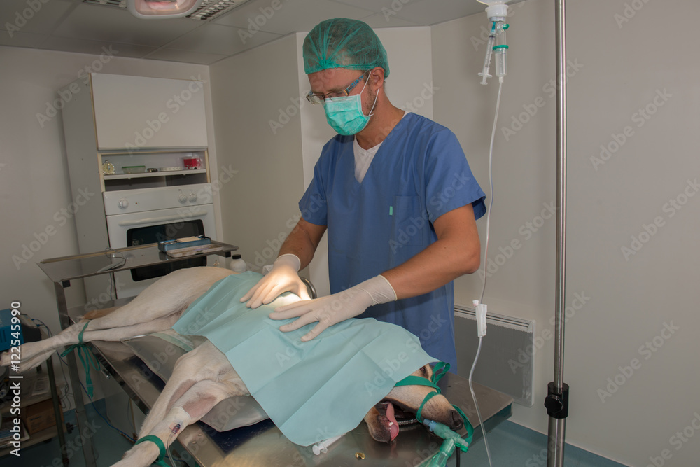 Le vétérinaire prépare son opération sur un animal anesthésié ; Stock ...