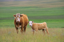 Cow And Calf In Grassy Pasture