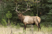 Wild Bull Elk At Forest's Edge, Jasper National Park, Alberta, Canada