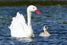 Coscoroba Swan (Coscoroba Coscoroba) And Newly Hatched Cygnet, Torres Del Paine National Park, Southern Argentina, Chile