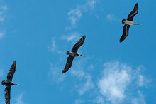 Three Pelicans Flying Overhead