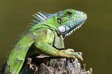 Adult Green (common) Iguana (Iguana Iguana), Pantanal Wetlands, Southwestern Brazil, South America