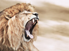 Lion Rage