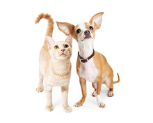 Chihuahua Dog And Young Orange Tabby Cat