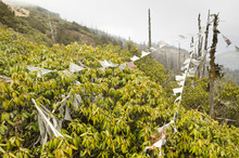 Prayer Flags And Rhododendrons Near Chele Pass, Bhutan
