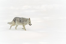 Coyote (Canis Latrans) Hunts On Snowy Plains.