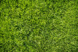 Fototapeta  - Background of bright green grass